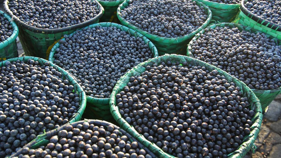 Açaí em momento decisivo: estudo aponta desafios e oportunidades da bioeconomia