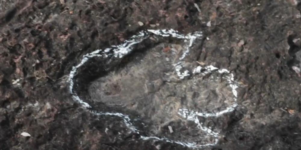 Dinossauros viveram na Amazônia, descobrem pesquisadores de Roraima