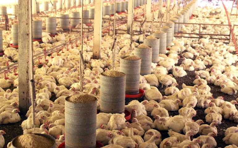 China encerra embargo e libera frango do RS após surto sanitário