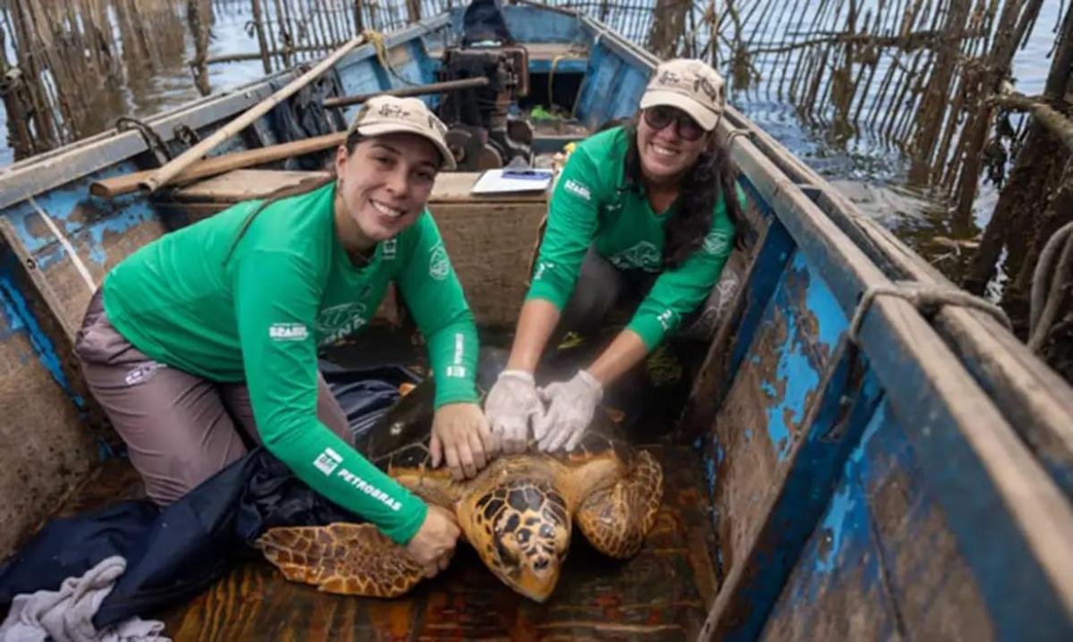 Tartarugas-cabeçudas voltam a aparecer na Baía de Guanabara e ampliam monitoramento científico