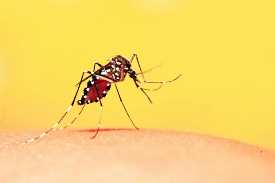 Febre amarela pode se espalhar mais perto de metrópoles, diz estudo da USP