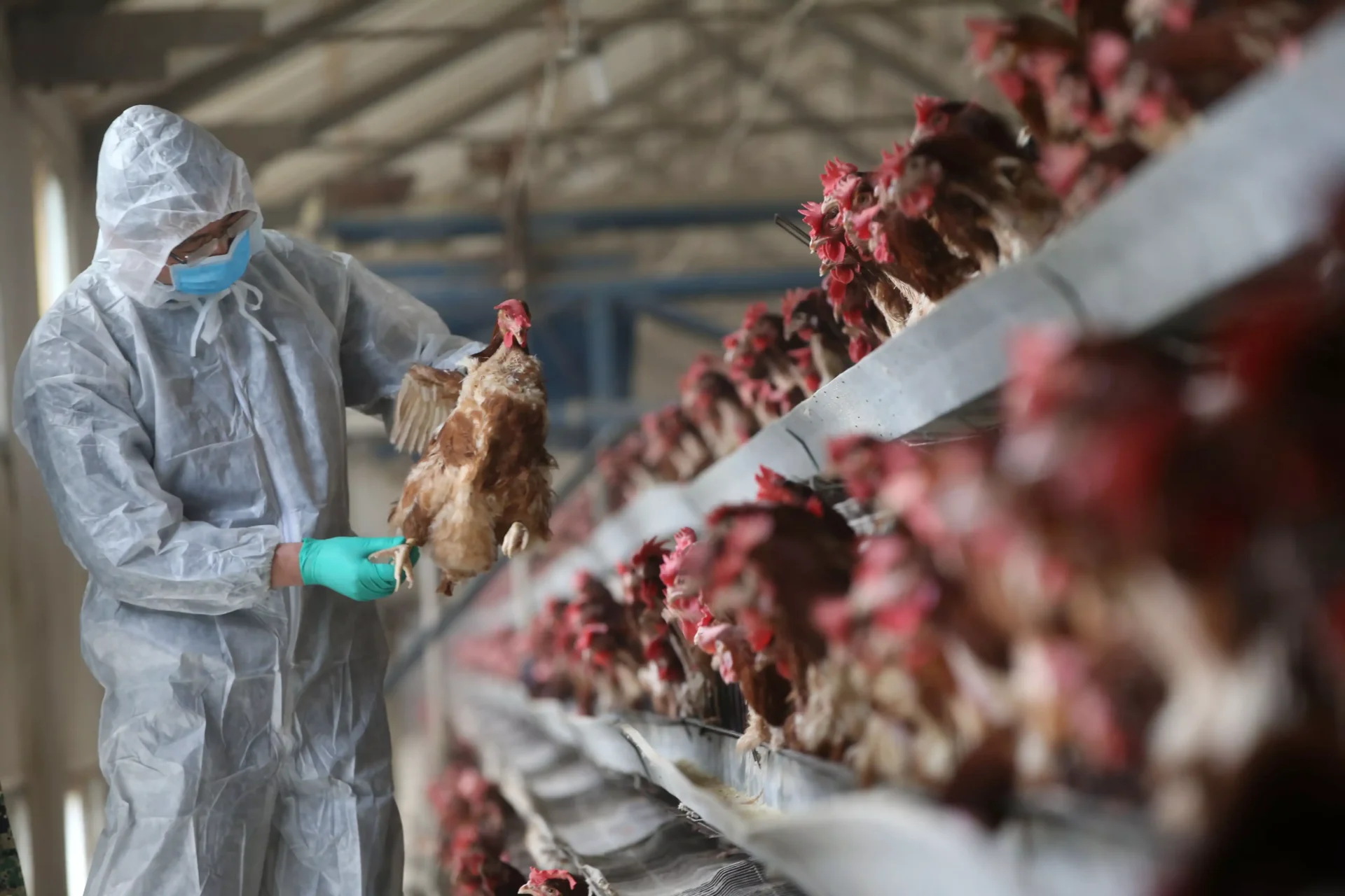 Austrália confirma propagação da gripe aviária H5N1 na população de aves nativas