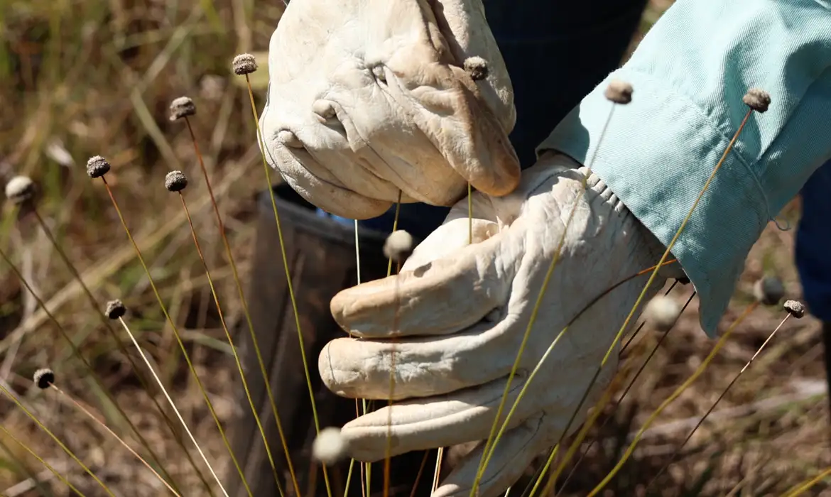 Pesquisadores encontram plantas extintas há 30 anos em área mantida pela Vale em MG